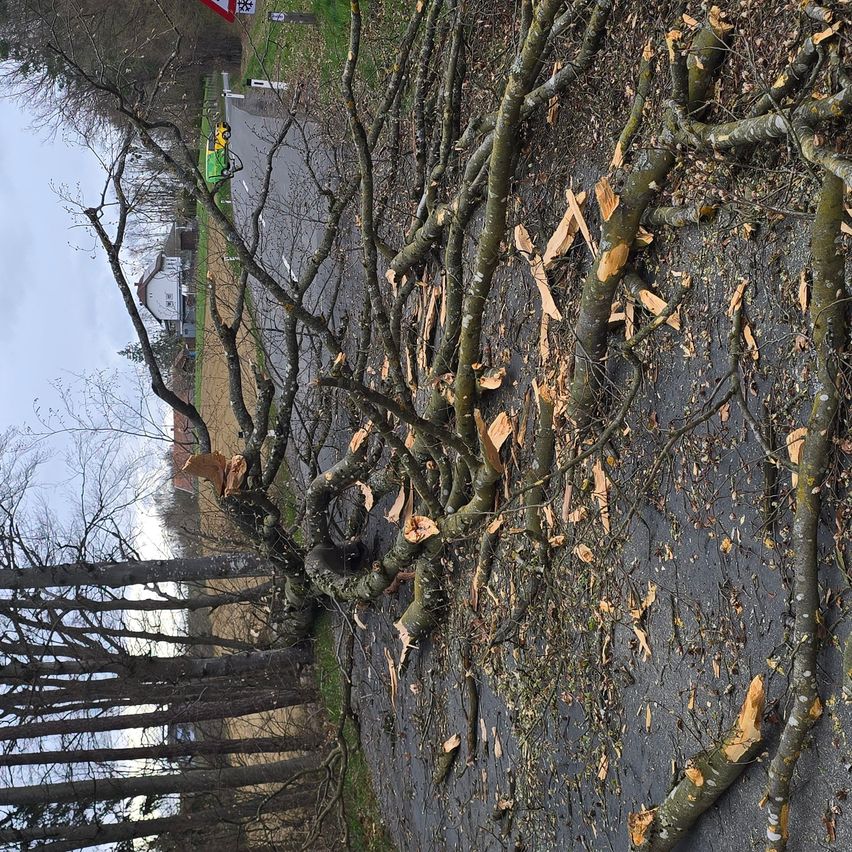 Eine Luftaufnahme einer Straße zeigt gefallene Baumzweige am Straßenrand, einige noch am Baum befestigt. Die Zweige sind auf der Straße verstreut.