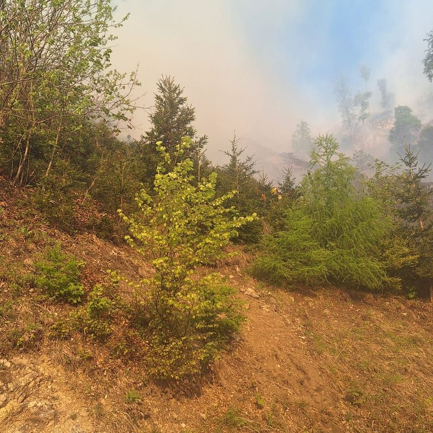 Ein Hang mit grünem Laub und einem Wald im Hintergrund ist mit Rauch bedeckt. Bäume sind am Hang sichtbar.