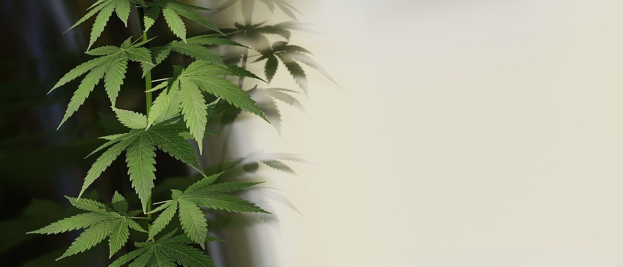 Eine Nahaufnahme von Cannabisblättern, die komplexe Blattmuster und Schatten auf einem hellen Hintergrund zeigen.