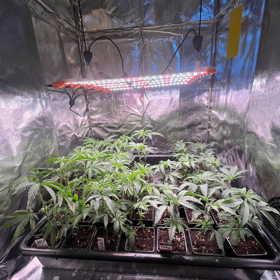 Ein Anbauraum mit mehreren Trays voller Cannabispflanzen unter einer rot-weißen LED-Wachstumslampe.