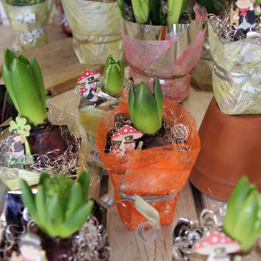 Mehrere Topfpflanzen, einschließlich Narzissen, sind auf einem Holztisch angeordnet. Die Töpfe sind mit verschiedenen Materialien wie Bändern und Papier dekoriert.