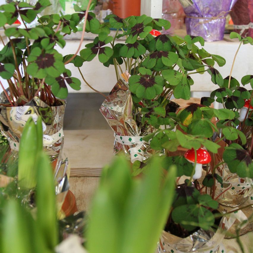 Mehrere Topfpflanzen mit grünen Blättern sind ausgestellt, einige mit roten Pilzen, in einem Laden. Die Pflanzen sind in silberne Folie mit dekorativen Bändern eingewickelt.