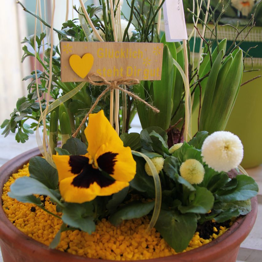 Eine Blumenkomposition in einem Tontöpfel, mit einer gelben Primel mit schwarzem Zentrum und grünen Blättern, versehen mit einem kleinen Holzschild, auf dem in Gelb 'Glucklich steht Dir gut' steht.