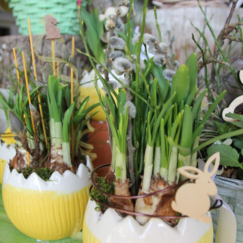 Zwei gelbe eiförmige Vasen mit grünen Pflanzen. Jede Vase hat eine Häschendekoration. Die Pflanzen wachsen aus dem Boden der Vasen.