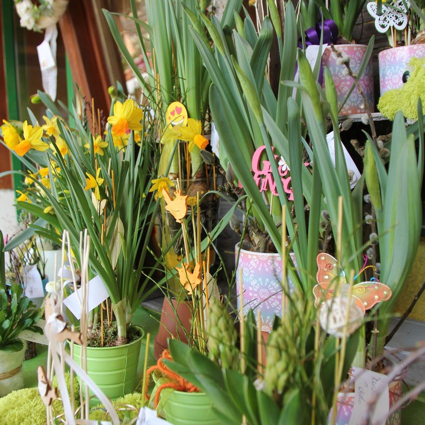 Eine Ausstellung von Topfpflanzen mit gelben Blüten und verschiedenen Dekorationen. Die Pflanzen haben grüne Töpfe und dekorative Etiketten. Die Blüten haben fröhliche Ausdrücke.