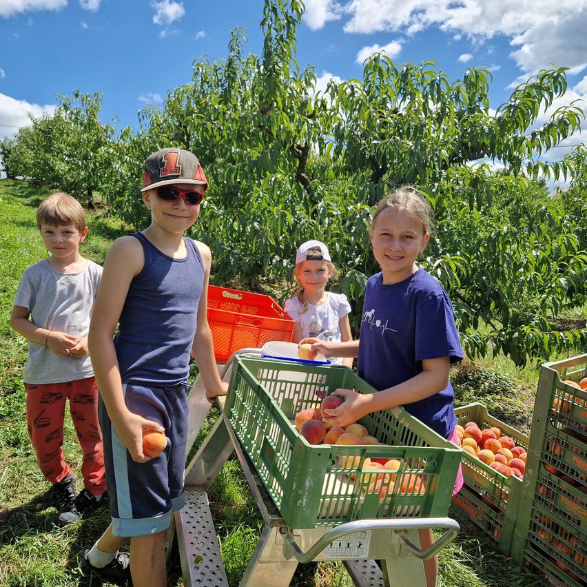 Vier Kinder stehen in einem Obstgarten und halten lächelnd Körbe voller Pfirsiche. Der Junge in der Mitte trägt eine Kappe und Sonnenbrille. Hinter ihnen befinden sich weitere Körbe mit Pfirsichen und ein Baum mit grünen Blättern.
