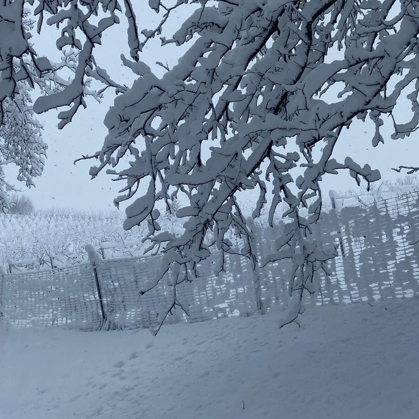 Eine schneebedeckte Landschaft mit Bäumen und einem Zaun, die in Schnee eingehüllt sind, was auf einen Wintertag mit fallendem Schnee hindeutet.
