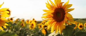Ein Nahaufnahme einer Sonnenblume mit hellgelben Blütenblättern, die sich von einem Feld anderer Sonnenblumen abhebt.