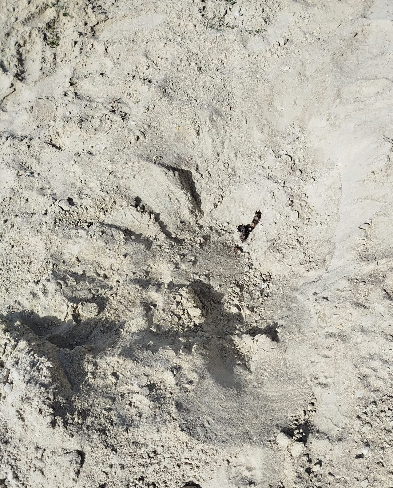 Eine Nahaufnahme von sandigem Gelände mit schwachen Fußabdrücken und kleinen Schatten. Der Sand ist hellgrau mit einigen dunkleren Flecken.