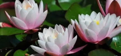 Drei rosa und weiße Seerosen schwimmen auf einem Teich, umgeben von grünen Blättern.