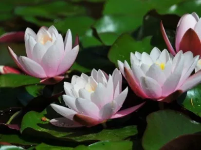 Drei rosa und weiße Seerosen schwimmen auf einem Teich, umgeben von grünen Blättern.