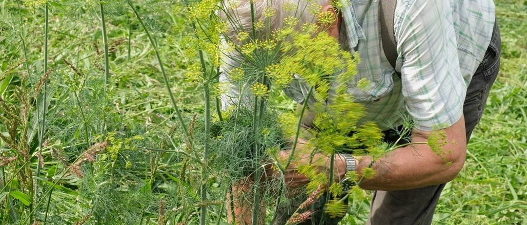 Ein älterer Mann in einem karierten Hemd und einer Trägerhose beugt sich vor, um eine Pflanze mit gelben Blüten in einem Feld zu untersuchen.