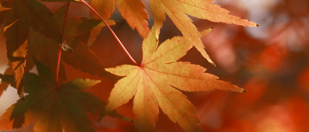 Autumn leaves in Breitenstein, Germany, are vibrant with orange and red hues, with a green text overlay that reads 'in Breitenstein'.