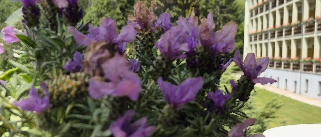 Ein Gebäude mit vielen mit Blumen geschmückten Balkonen ist im Vordergrund, mit einer Berglandschaft im Hintergrund. Der Himmel ist teilweise bewölkt.