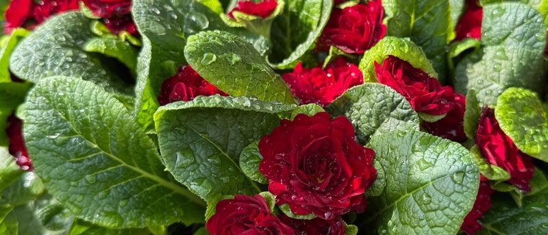 Bild enthält, Flower, Plant, Rose, Leaf, Petal, Geranium, Flower Arrangement, Flower Bouquet