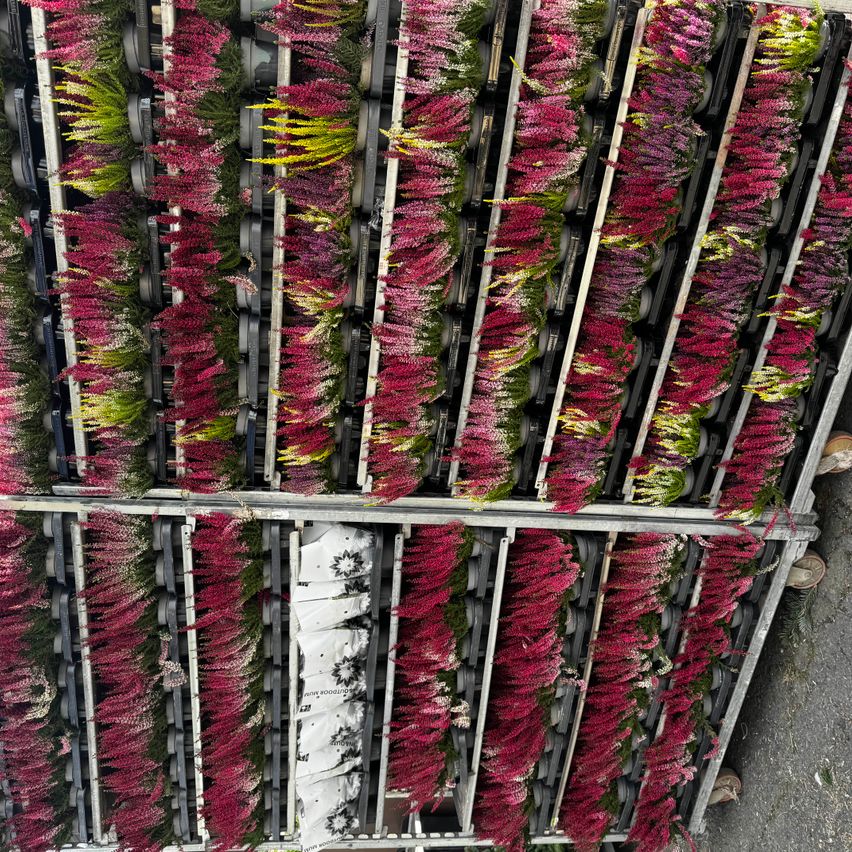 Bild enthält, Flower, Flower Arrangement, Plant, Accessories, Ornament, Flower Bouquet, Lei