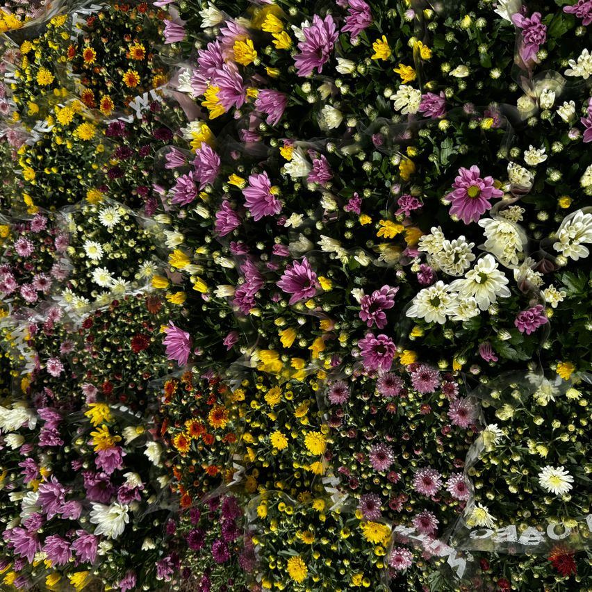 Bild enthält, Flower, Flower Arrangement, Flower Bouquet, Plant, Daisy, Vegetation, Petal, Geranium, Dahlia, Outdoors