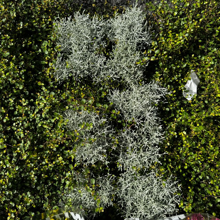 Bild enthält, Vegetation, Leaf, Hedge, Moss, Tree, Garden, Nature, Outdoors, Land, Herbs