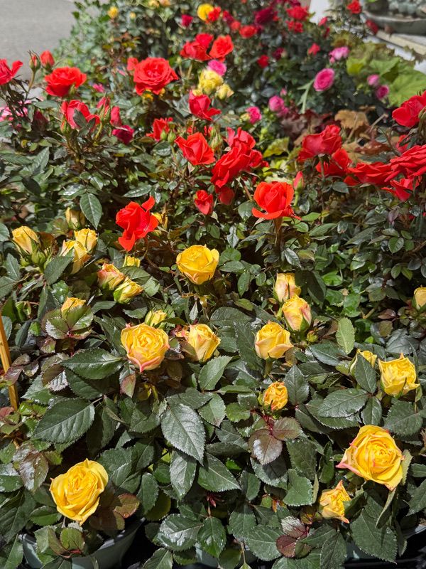 Eine Nahaufnahme eines farbenfrohen Gartens mit einer Mischung aus roten und gelben Rosen unter üppigen grünen Blättern.