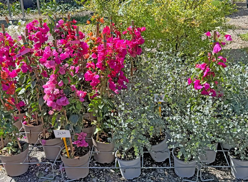 Eine Gartenausstellung von Topfpflanzen, mit leuchtend rosa und roten Blumen in der Mitte, silbernem Laub an den Seiten und einem Preisschild von 24,50 im Vordergrund.