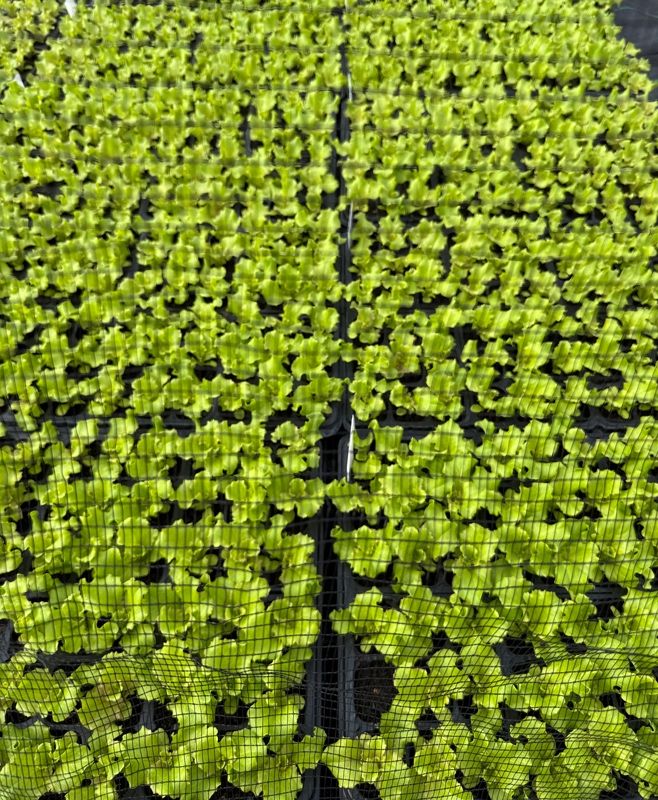 A close-up view of a field of young lettuce plants growing in a greenhouse.