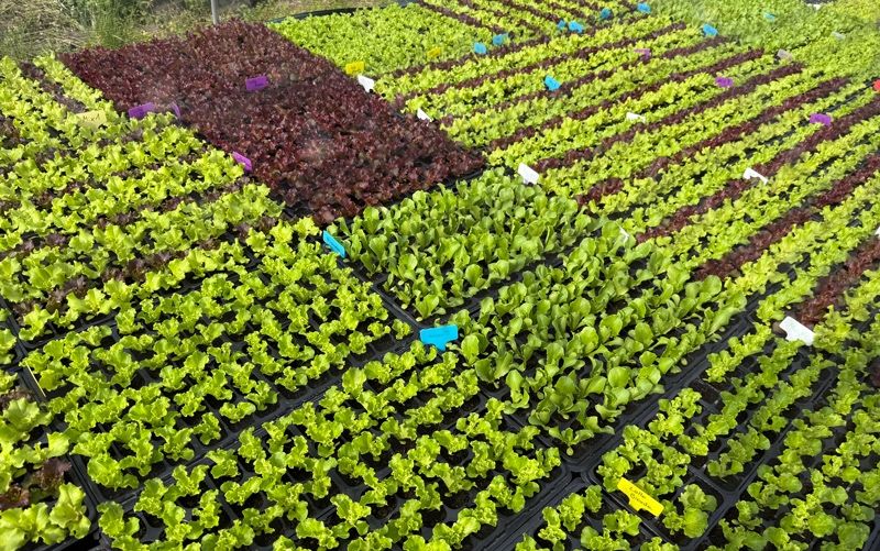 Rows of lettuce are growing in a garden with various colors like green and red. Each plant has a label.