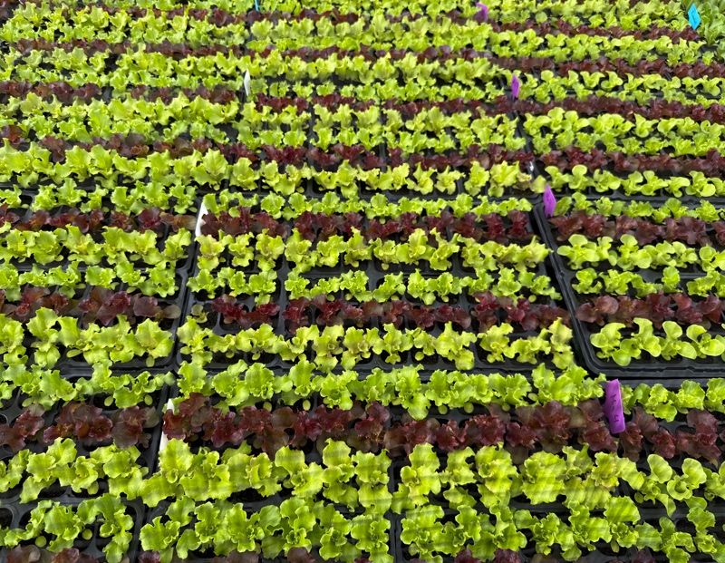 Rows of lettuce plants in various colors, green and purple, are cultivated in a greenhouse. The plants are in black plastic trays, organized in a grid.