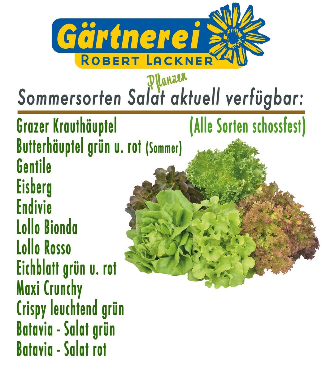 Ein Werbeposter von Gärtnerei Robert Lackner für Sommersalate zeigt verschiedene Salatsorten. Aufgelistet sind Salate wie 'Grosser Krauhauptel', 'Butterhauptel' und 'Eisberg'. Das Bild enthält auch eine Darstellung der Salatsorten.