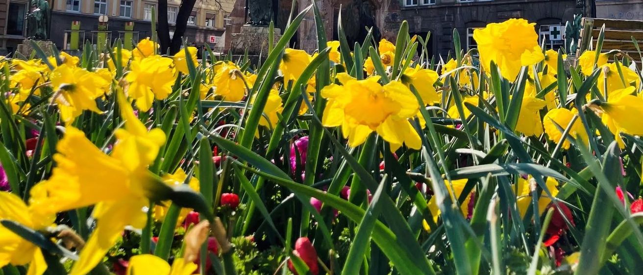 Ein farbenfroher Garten mit gelben Narzissen im Vordergrund, einem Brunnen in der Mitte und Gebäuden im Hintergrund unter einem klaren Himmel.