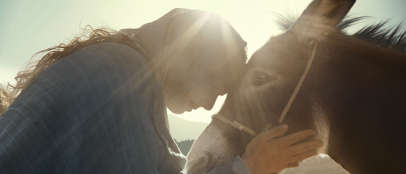 Eine Person mit Kopftuch umarmt einen Esel und hält dessen Halfter. Die Sonne scheint hell hinter ihnen.