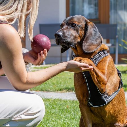 Eine Frau hält einen Ball, und ein brauner Hund sitzt auf dem Gras, trägt ein schwarzes Geschirr und schaut den Ball an.
