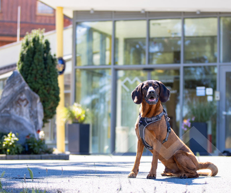 Ein brauner Hund mit Geschirr sitzt vor einem modernen Gebäude mit Glaswänden und Topfpflanzen.