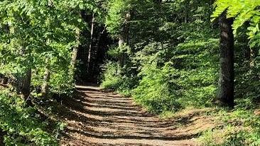 v1_migrated_image_12195401