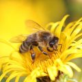 Animal, Bee, Honey Bee, Insect, Invertebrate, Apidae, Bumblebee, Wasp