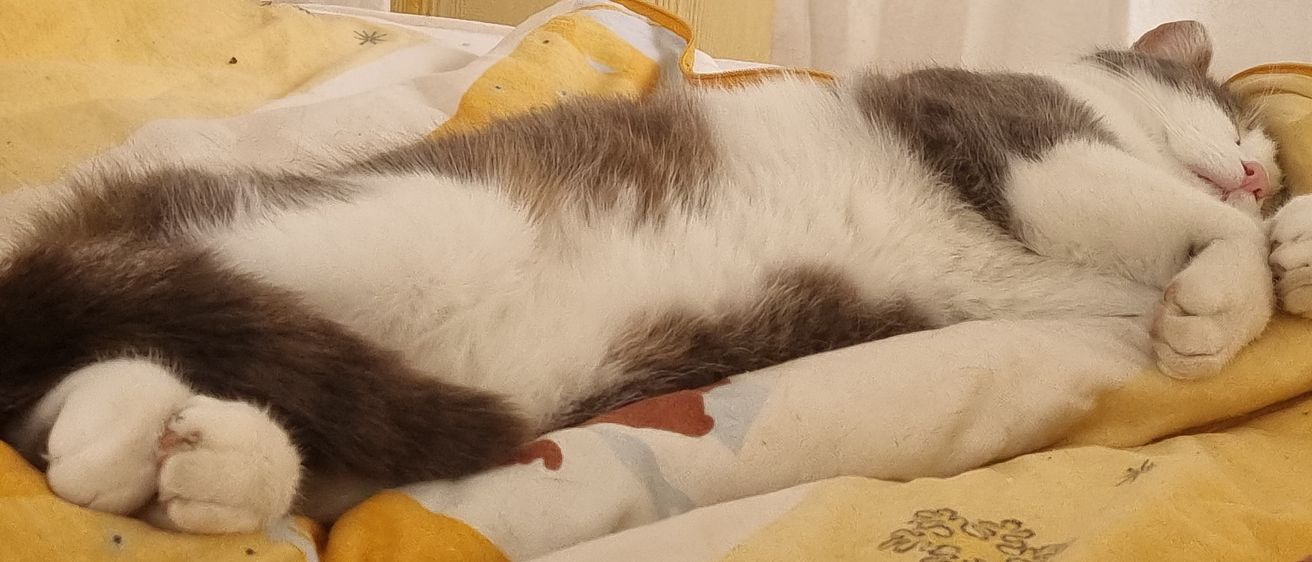 Bild enthält, Person, Sleeping, Blanket, Animal, Cat, Mammal, Pet, Kitten, Furniture