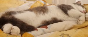 Bild enthält, Person, Sleeping, Blanket, Animal, Cat, Mammal, Pet, Kitten, Furniture