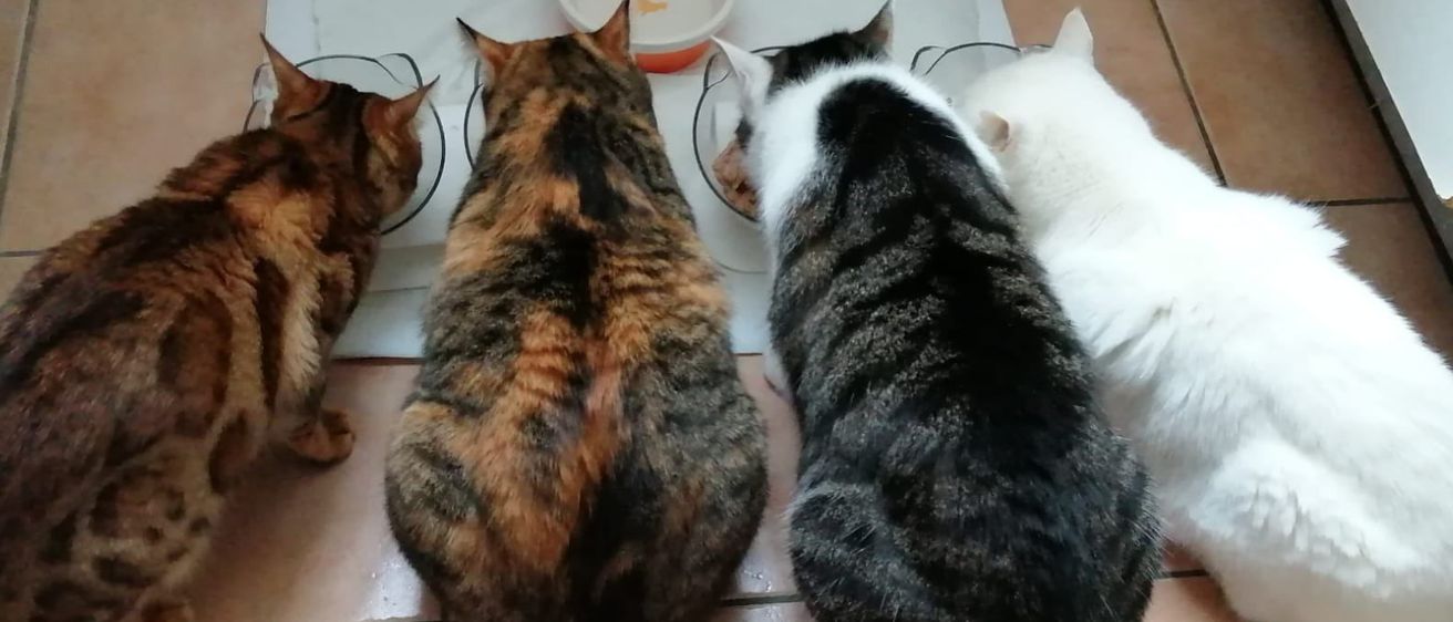 Bild enthält, Floor, Sleeping, Flooring, Dining Table, Table, Cat, Mammal, Pet, Dining Room, Kitten