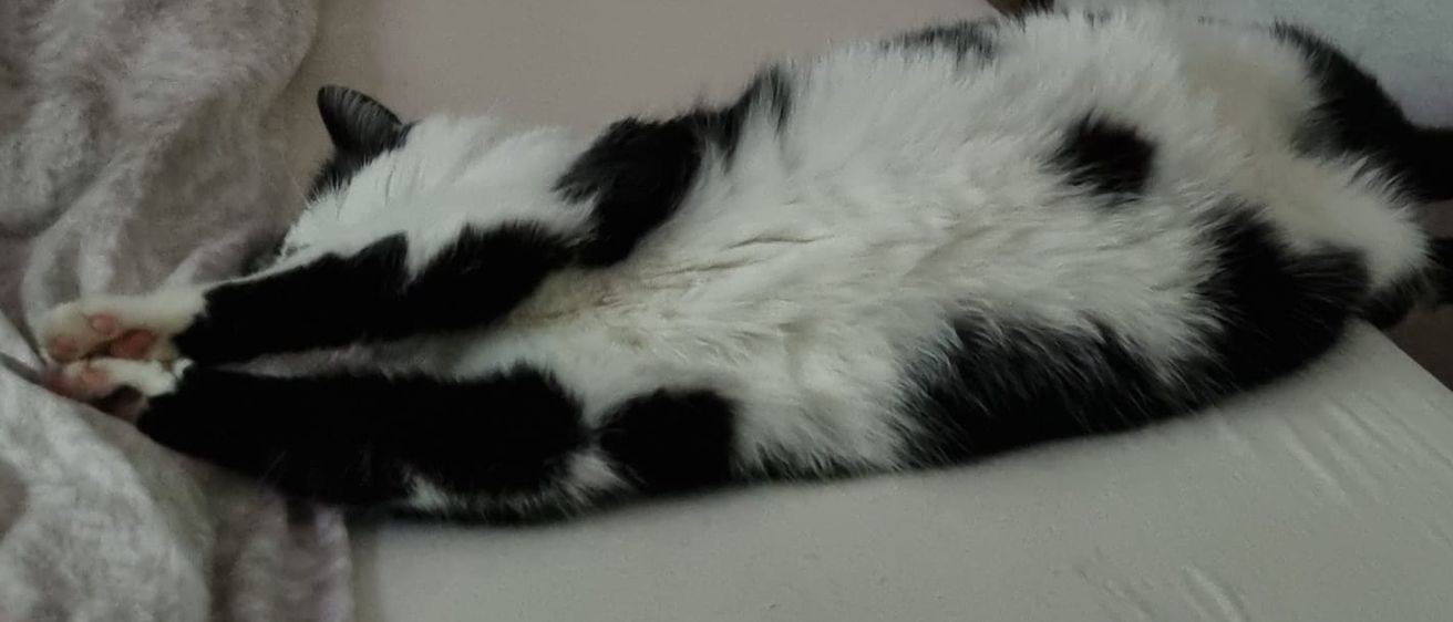 Bild enthält, Furniture, Couch, Cat, Pet, Kitten, Bed, Indoors, Sleeping, Bedroom, Blanket