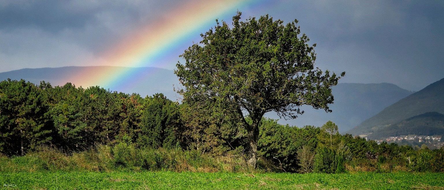 Ein leuchtender Regenbogen spannt sich über einen bewölkten Himmel, mit einem großen Baum im Vordergrund, umgeben von Grün und in der Ferne Hügel.