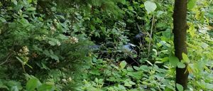 Bild enthält, Vegetation, Jungle, Nature, Outdoors, Land, Rainforest, Tree, Taking Cover, Woodland, Green