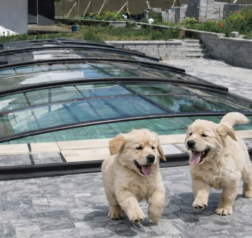 Zwei goldene Retriever-Welpen laufen in Richtung Kamera in der Nähe eines glasüberdachten Schwimmbeckens mit einer gefliesten Terrasse.