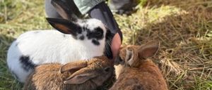 Eine Person streichelt drei braune und weiße Kaninchen, die auf Gras liegen. Das Kaninchen auf der linken Seite hat einen schwarzen Fleck auf dem Kopf.