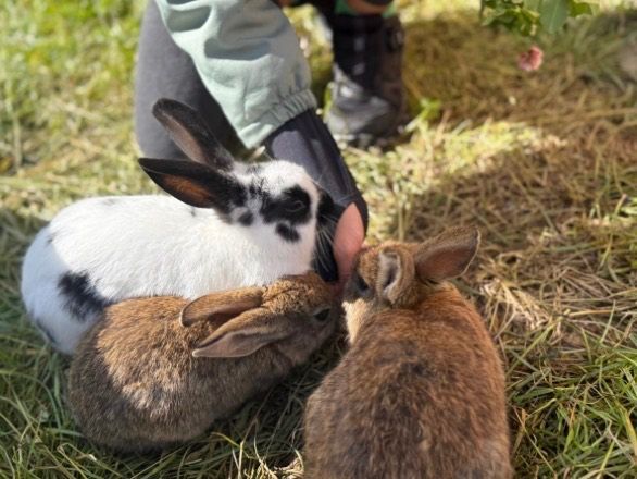 Eine Person streichelt drei braune und weiße Kaninchen, die auf Gras liegen. Das Kaninchen auf der linken Seite hat einen schwarzen Fleck auf dem Kopf.
