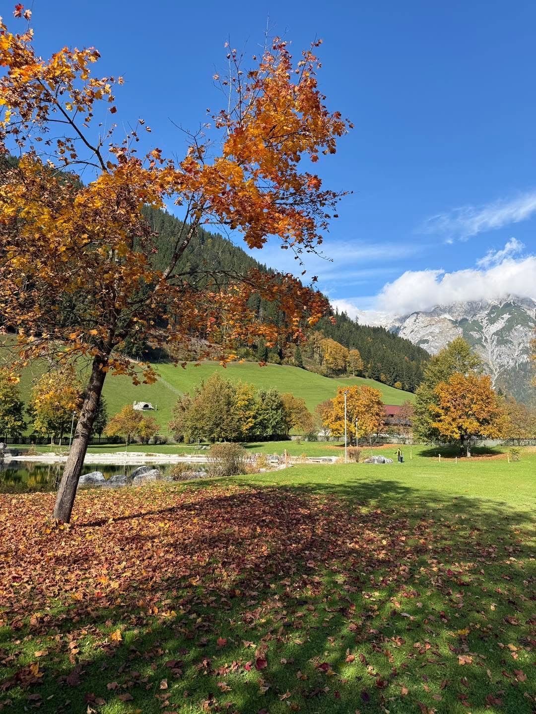 Eine malerische Ansicht einer saftig grünen Wiese mit gefallenen Blättern unter einem Baum, Bergen in der Ferne und einem blauen Himmel mit Wolken.