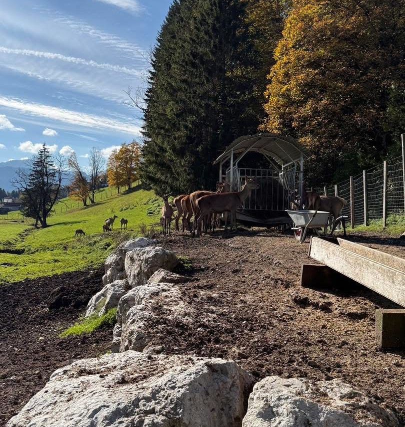 Eine Gruppe von Rehen in einem eingezäunten Bereich mit Bäumen und Felsen, ein Schubkarren in der Nähe. Ein sonniger Tag mit klarem blauem Himmel.