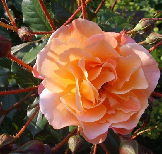 Bild enthält, Flower, Plant, Rose, Petal, Dahlia, Bud, Sprout