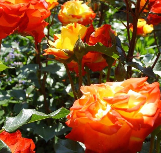 Bild enthält, Flower, Plant, Rose, Petal, Leaf, Vegetation, Geranium, Outdoors, Nature