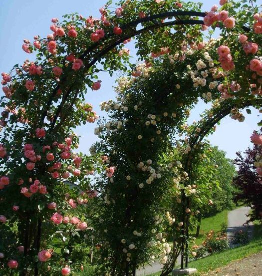 Bild enthält, Garden, Nature, Outdoors, Arbour, Grass, Park, Porch, Grove, Arch, Patio