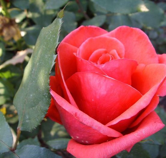 Bild enthält, Flower, Plant, Rose, Petal