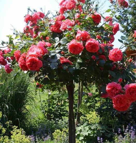 Bild enthält, Flower, Rose, Garden, Nature, Dahlia, Vegetation, Geranium, Petal, Potted Plant, Grass